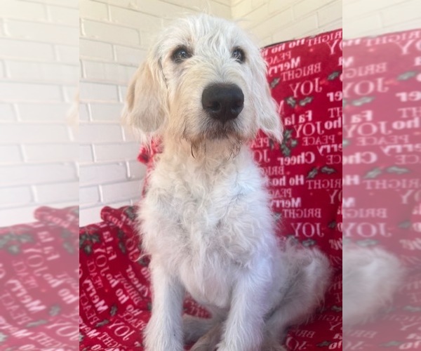 Medium Photo #1 Labradoodle Puppy For Sale in PEMBROKE, GA, USA