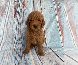Goldendoodle Puppy for sale in STELLA, MO, USA