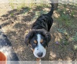 Small #3 Bernese Mountain Dog