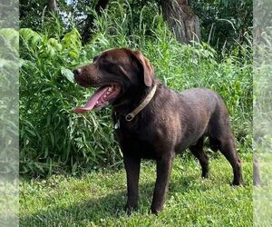 Father of the Labrador Retriever puppies born on 12/19/2025