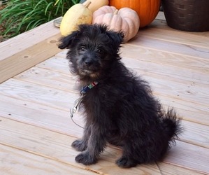 Miniature Spitz-Poodle (Miniature) Mix Puppy for sale in FREMONT, NC, USA