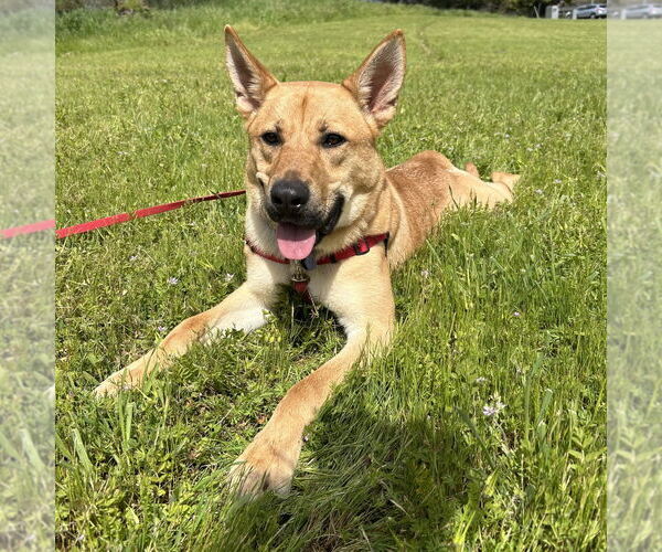 Medium Photo #2 Mutt Puppy For Sale in Rohnert Park, CA, USA