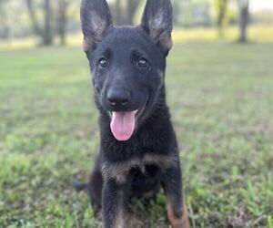 German Shepherd Dog Puppy for Sale in HOLDEN, Missouri USA