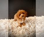 Small #5 Cavapoo