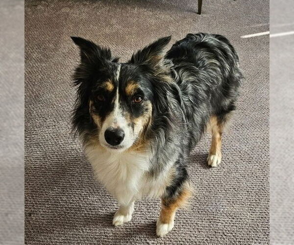 Medium Photo #4 Australian Shepherd-Unknown Mix Puppy For Sale in Yardley, PA, USA