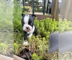 Small #2 Boston Terrier