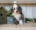 Puppy Lucy Miniature Labradoodle