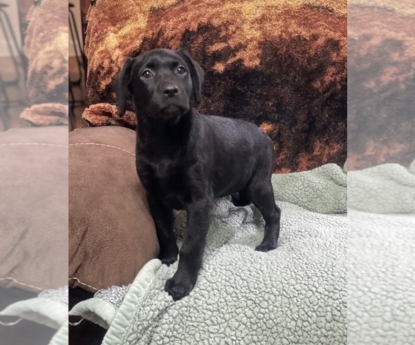 Medium Photo #3 Labrador Retriever Puppy For Sale in KITTRELL, NC, USA