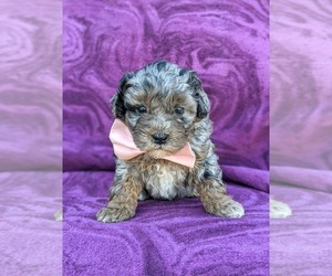 Poovanese Puppy for sale in RISING SUN, MD, USA