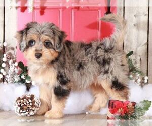 Aussie-Poo Puppy for sale in MOUNT VERNON, OH, USA