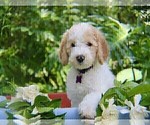 Small Photo #4 Goldendoodle Puppy For Sale in BRANDON, FL, USA