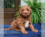 Small #1 Goldendoodle (Miniature)