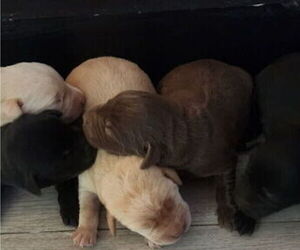 Labrador Retriever Puppy for sale in NEW TAZEWELL, TN, USA