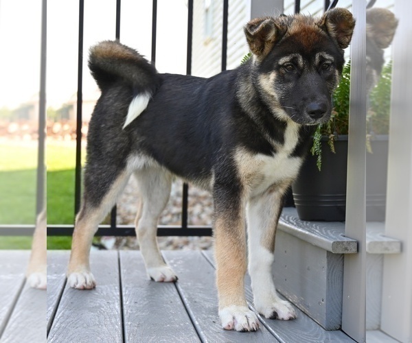 Medium Photo #2 Akita Puppy For Sale in MILLERSBURG, OH, USA