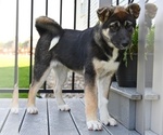 Small #1 Akita