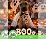 Boo - Female Beagle-Unknown Mix Dog for Adoption - Small photo