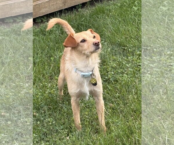Medium Photo #2 Mutt Puppy For Sale in St. Louis Park, MN, USA