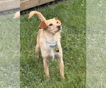 Small #1 Mutt