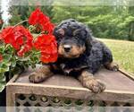 Small Photo #7 Miniature Bernedoodle Puppy For Sale in DUNDEE, OH, USA