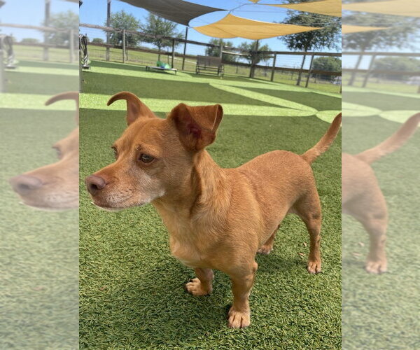 Medium Photo #6 Chiweenie Puppy For Sale in oakland, FL, USA
