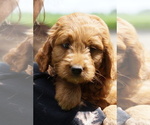 Small #7 Goldendoodle (Miniature)