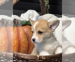 Small Photo #1 Pembroke Welsh Corgi Puppy For Sale in MOUNT HOPE, WV, USA