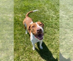 American Pit Bull Terrier-Treeing Walker Coonhound Mix Dogs for adoption in Lee's Summit, MO, USA