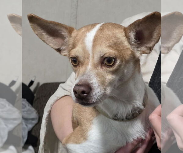 Medium Photo #1 Chihuahua-Unknown Mix Puppy For Sale in Minneapolis, MN, USA