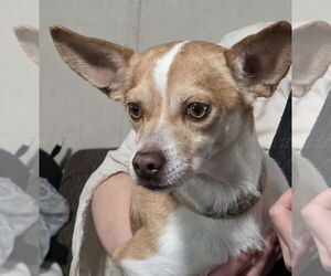 Chihuahua-Unknown Mix Dogs for adoption in Minneapolis, MN, USA