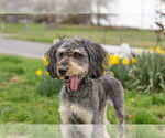Small #2 Aussiedoodle
