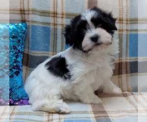 Havanese Puppy for sale in POST FALLS, ID, USA