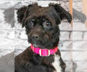 Poodle (Miniature)-Unknown Mix Dogs for adoption in Kennesaw, GA, USA