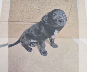 Chihuahua-Unknown Mix Dogs for adoption in Carrollton, TX, USA