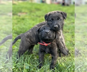 Dutch Shepherd Dog Puppy for Sale in Lions Bay, British Columbia Canada