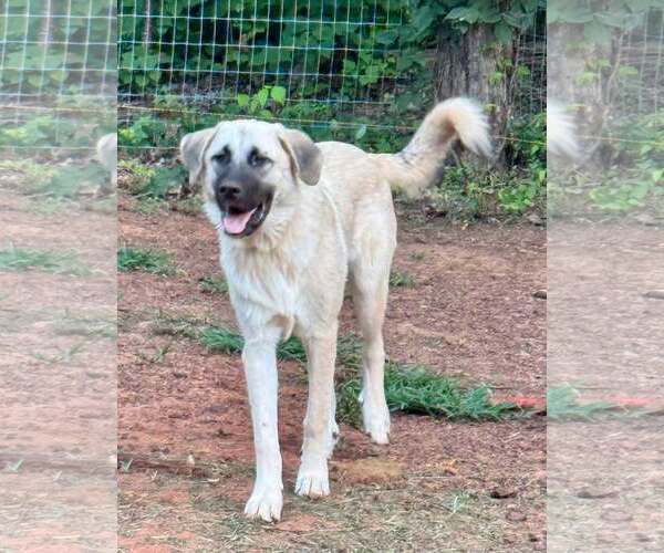 Medium Photo #7 Anatolian Shepherd-Great Pyrenees Mix Puppy For Sale in Higley, AZ, USA