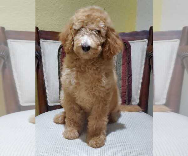 Medium Photo #2 Poodle (Standard) Puppy For Sale in HOMESTEAD, FL, USA
