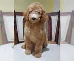 Small Photo #2 Poodle (Standard) Puppy For Sale in HOMESTEAD, FL, USA