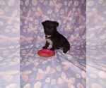 Small #8 Poodle (Toy)