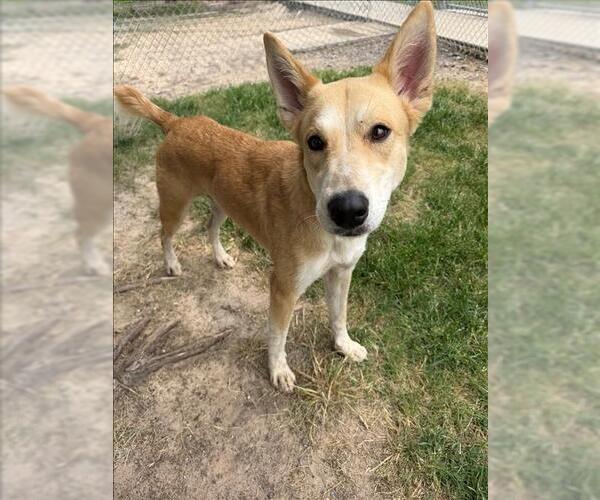 Medium Photo #2 Mutt Puppy For Sale in Conroe, TX, USA