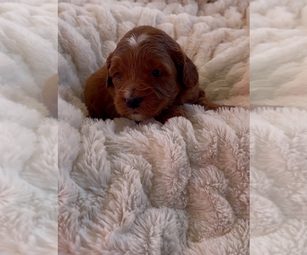 Medium Photo #6 Goldendoodle (Miniature) Puppy For Sale in RANDOLPH, WI, USA