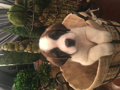 Medium Photo #1 Saint Bernard Puppy For Sale in FORT PAYNE, AL, USA