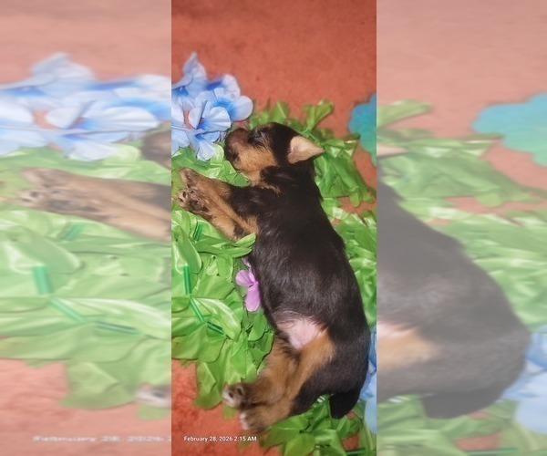 Medium Photo #128 Yorkshire Terrier Puppy For Sale in AKRON, OH, USA