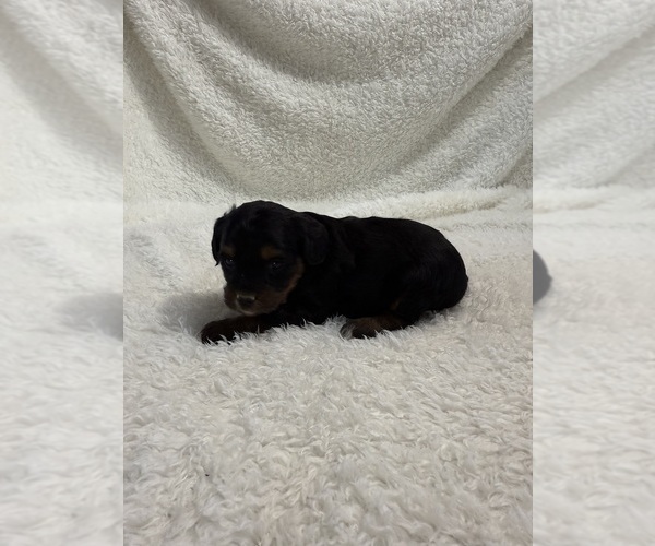 Medium Photo #38 Cavapoo mix (+ Poodle Miniature) Puppy For Sale in MUNFORDVILLE, KY, USA