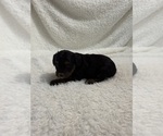 Small Photo #38 Cavapoo mix (+ Poodle Miniature) Puppy For Sale in MUNFORDVILLE, KY, USA