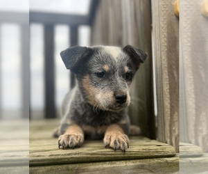 Australian Cattle Dog Dog for Adoption in CONVERSE, Indiana USA