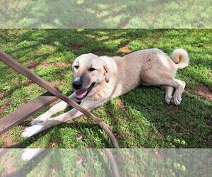 Anatolian Shepherd Dogs for adoption in Higley, AZ, USA