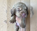 Small #2 Bloodhound