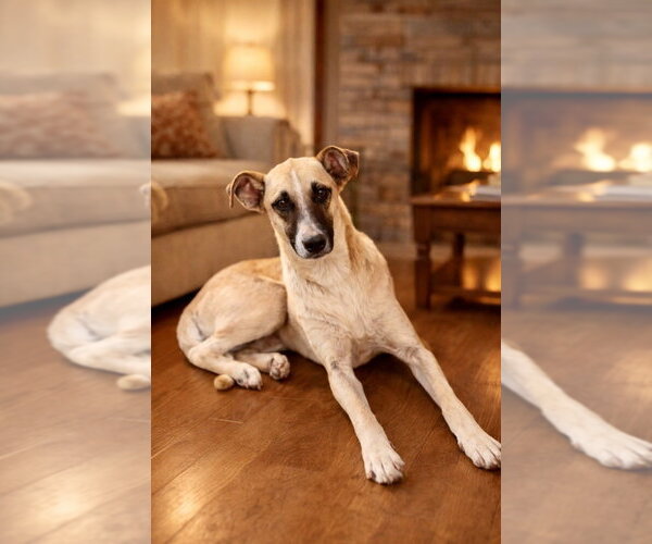 Medium Photo #4 Black Mouth Cur Puppy For Sale in San Diego, CA, USA