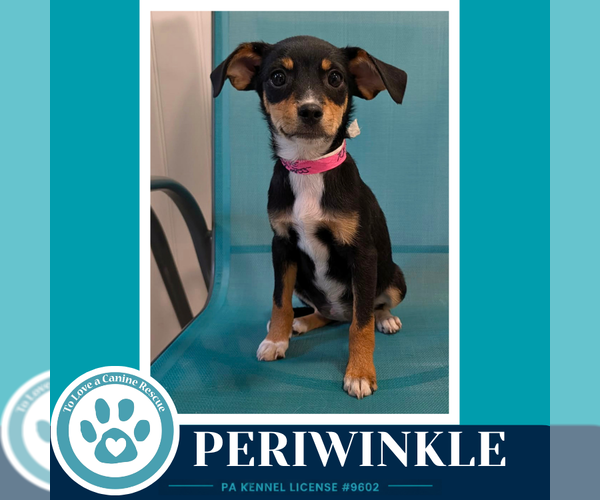 Medium Photo #1 Chiweenie Puppy For Sale in Kimberton, PA, USA