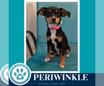 Small Chiweenie